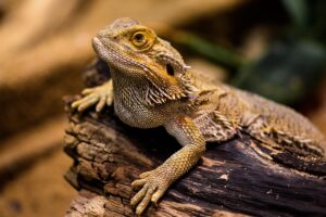 写真副業に役立つおすすめ本と参考サイトは？