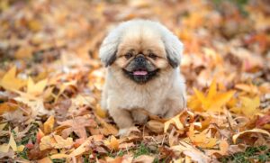 写真投稿で稼ぐにはタグが重要？