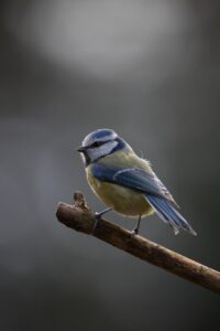 写真の使用許諾を得て行う副業にはどんなものがある？