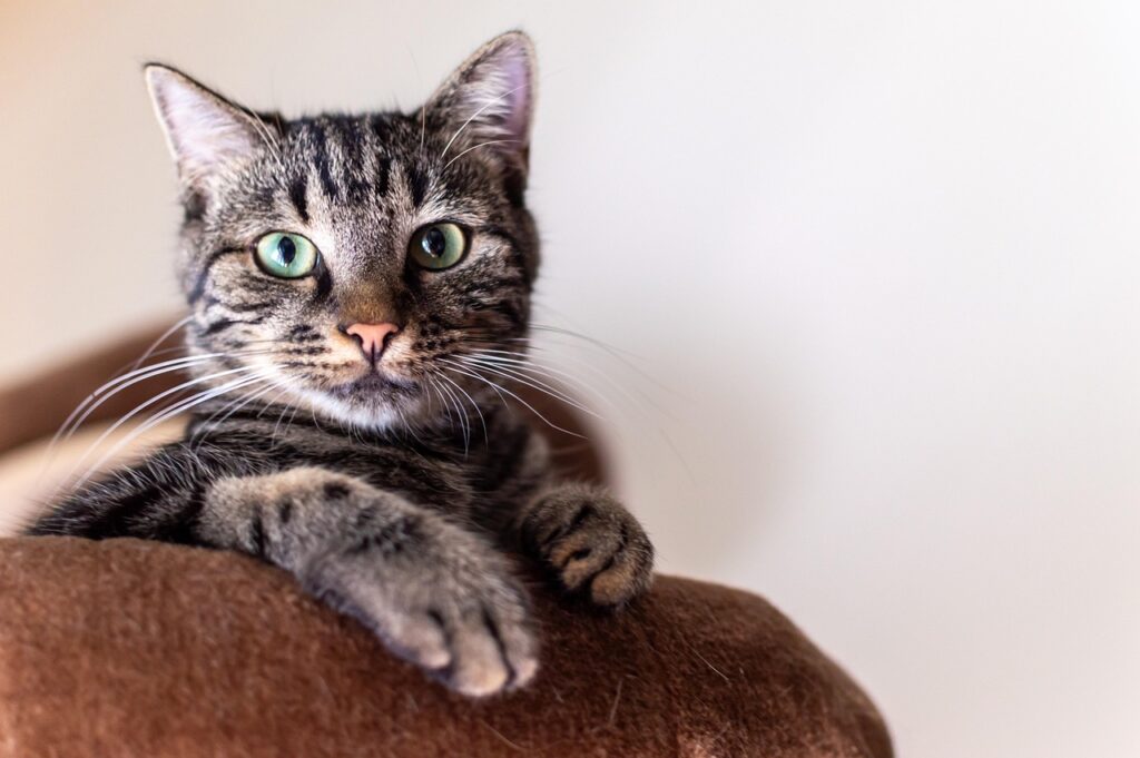 動物写真でペットを売れる方法とは？